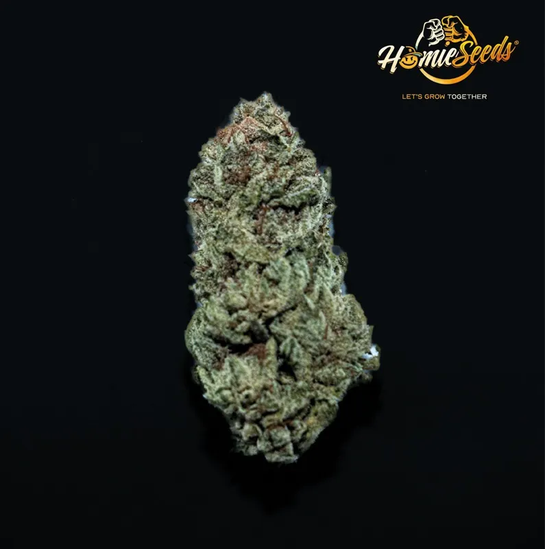 La fleur de CBD Homie G's HE+