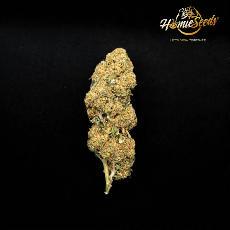 La fleur de CBD, Blue Bombe HE+